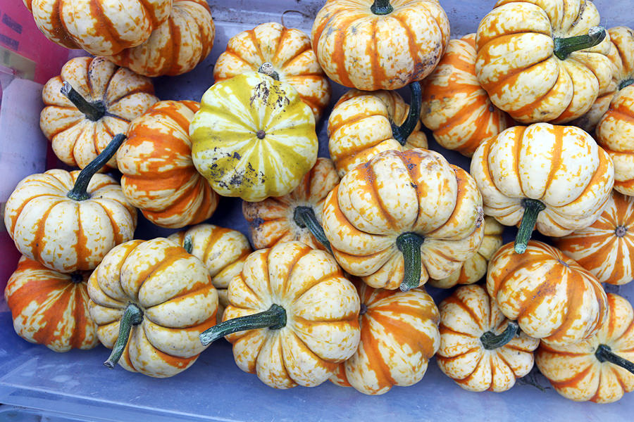 PumpkinFarmersMarket