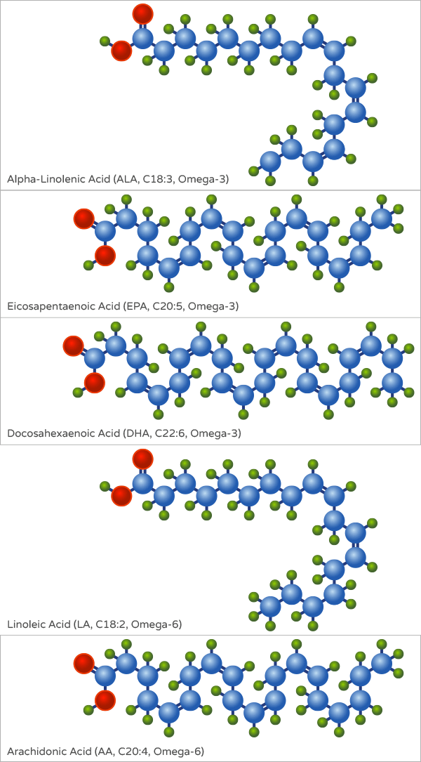 Structure of omega 3 and omega 6 fatty acids