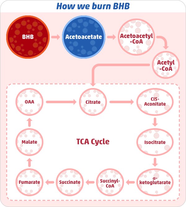 Ketolysis — Using Ketones for Fuel