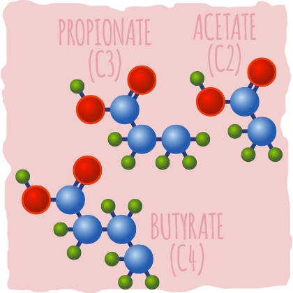 SCFAs vs. MCTs