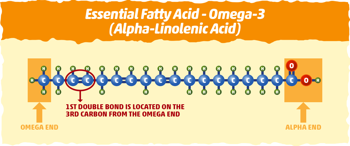 alpha-linoleic acid with the carbons numbered and methyl group identified