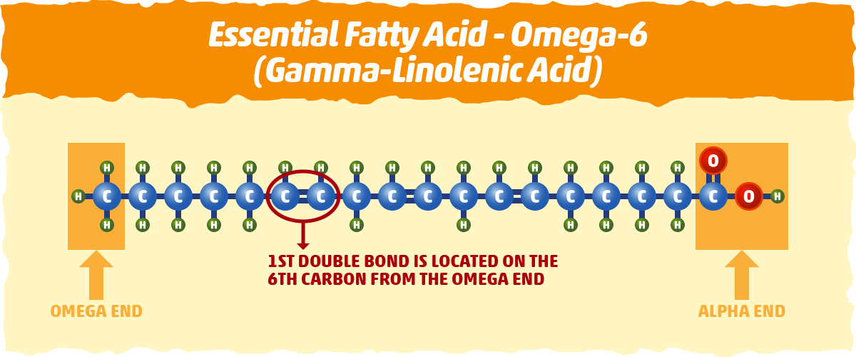 gamma-Linolenic acid, an omega-6 fatty acid