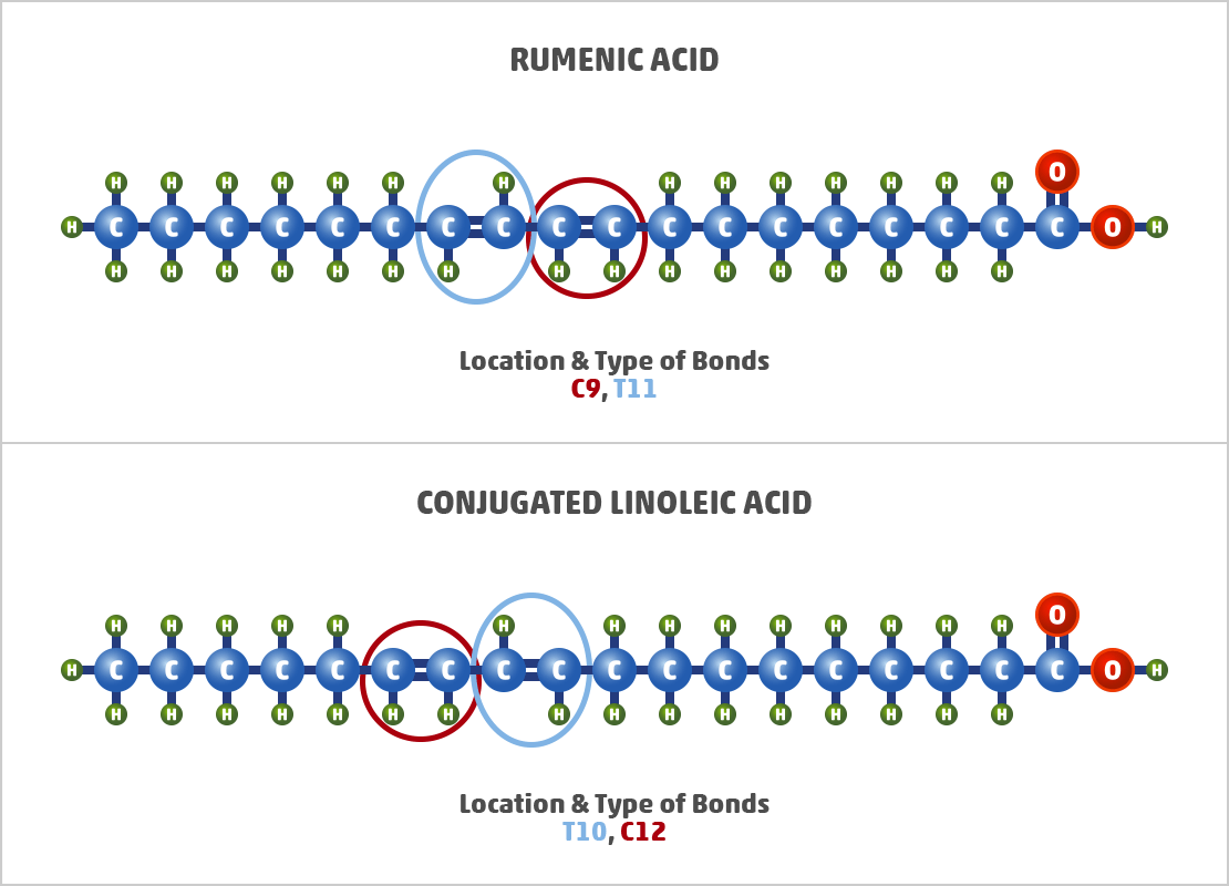 Natural Trans-unsaturated Fat Examples