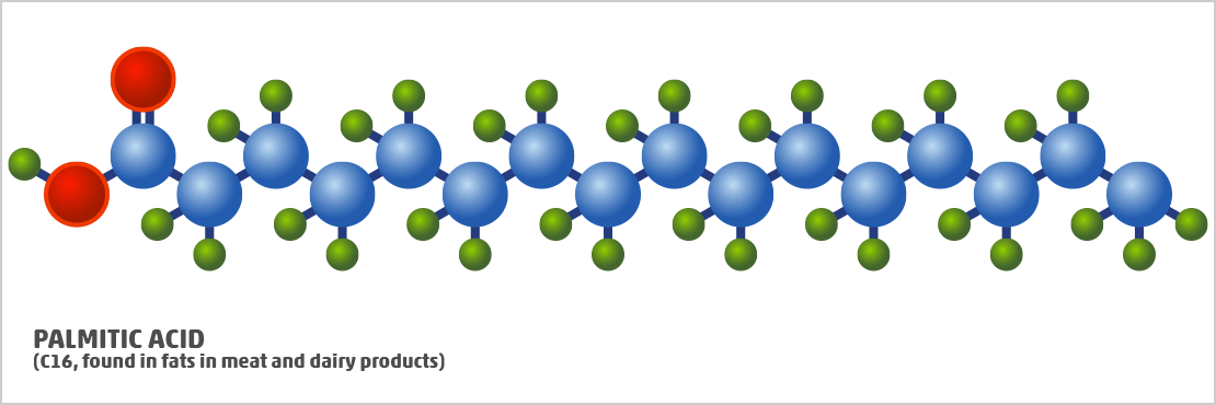 long-chain fatty acid called palmitic acid