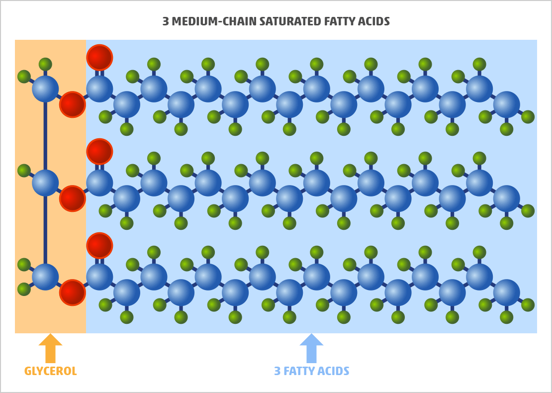 Example of MCT Oil Molecule