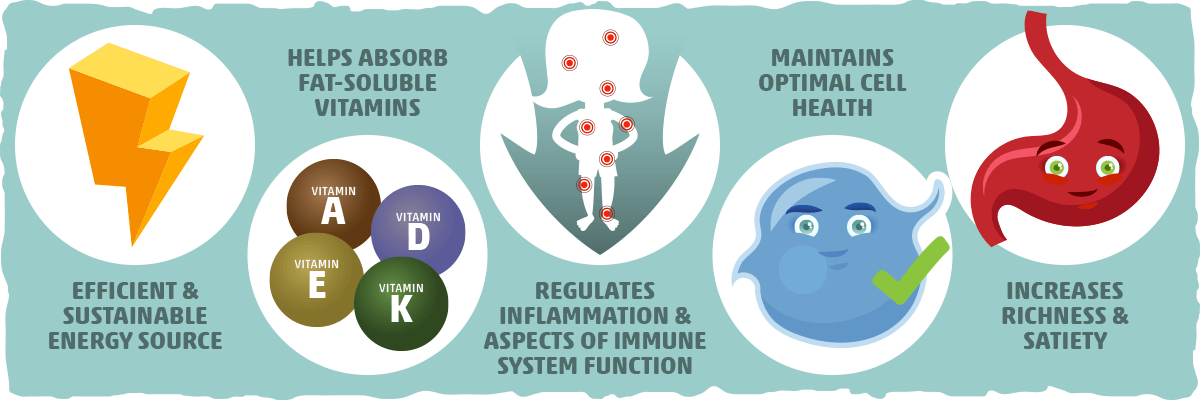 What is Fat and Why is it Important?