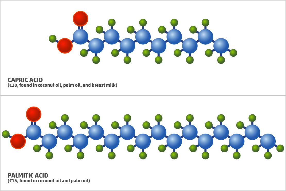 Different Saturated Fatty Acid Examples